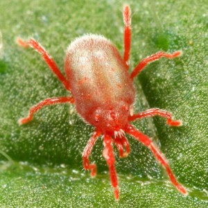 red mite 2